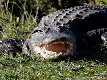 Alligator in binary options